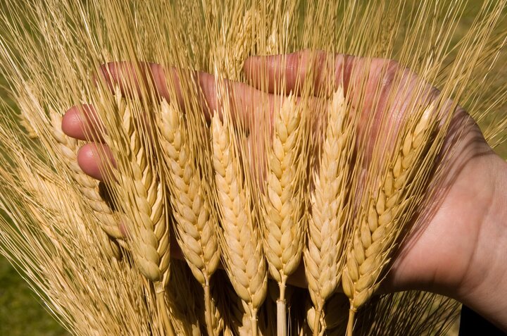 ۱۲۵ هزار تن گندم از کشاورزان شهرستان بیله‌سوار خریداری شد