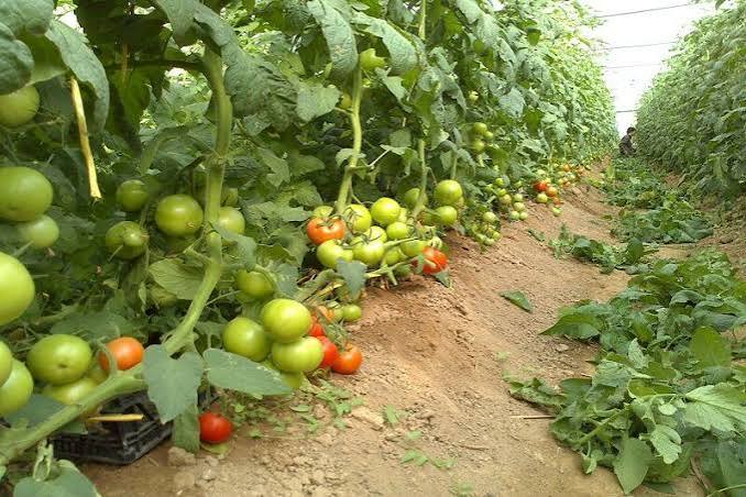 صادرات محصولات گلخانه‌ای پارس‌آباد به خارج